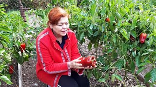 алгебраическое доказательство учи ру. катя купила 10 арбузов общей стоимостью 900 рублей и 7 дынь по 490 руб. аня купила 6 огурцов и баклажан. учи ру что входит в пакет все включено. аня купила 6 огурцов и баклажан.