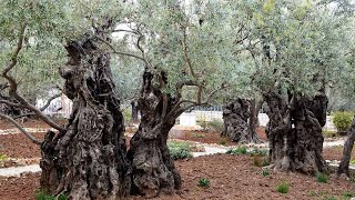 Alone in Gethsemane Jerusalem the worlds most impo