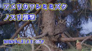【4K HDR】アメリカワシミミズク成長記録 ノスリ襲撃 Great Horned Owl　2026/04/15 朝方 #losangeles  #ミミズク  #greathornedowl