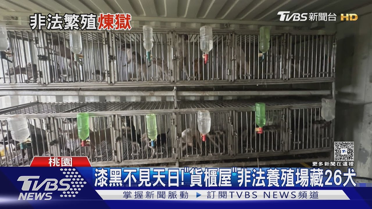 漆黑不見天日!「貨櫃屋」非法養殖場藏26犬