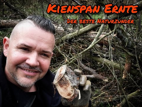 Kienspan ernten im Wald - Der beste Natur Zunder in jeder Survival Situation Bushcraft für Anfänger