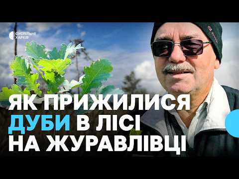 Сосны и дубы на месте пожара: как восстанавливают Журавлевский лес