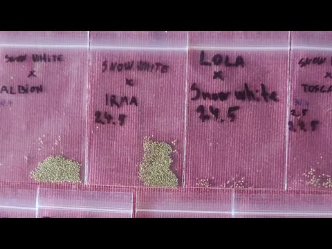 Strawberry breeding /  part 2 harvesting seeds
