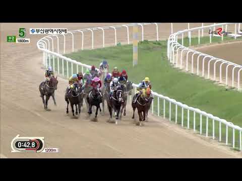 Busan Mayor's Cup 2019 - Dolkong