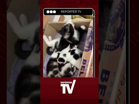 Gatinha recém-parida adota filhote órfão e a reação dele é surpreendente