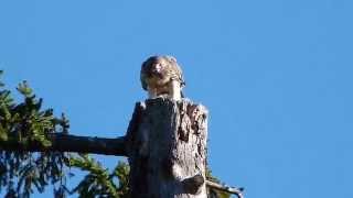 Red-tailed Hawk feeding in the tree tops