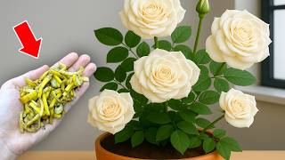 Don't Throw It Away! It Makes Roses Take Root, Sprout And Bloom 800% More!