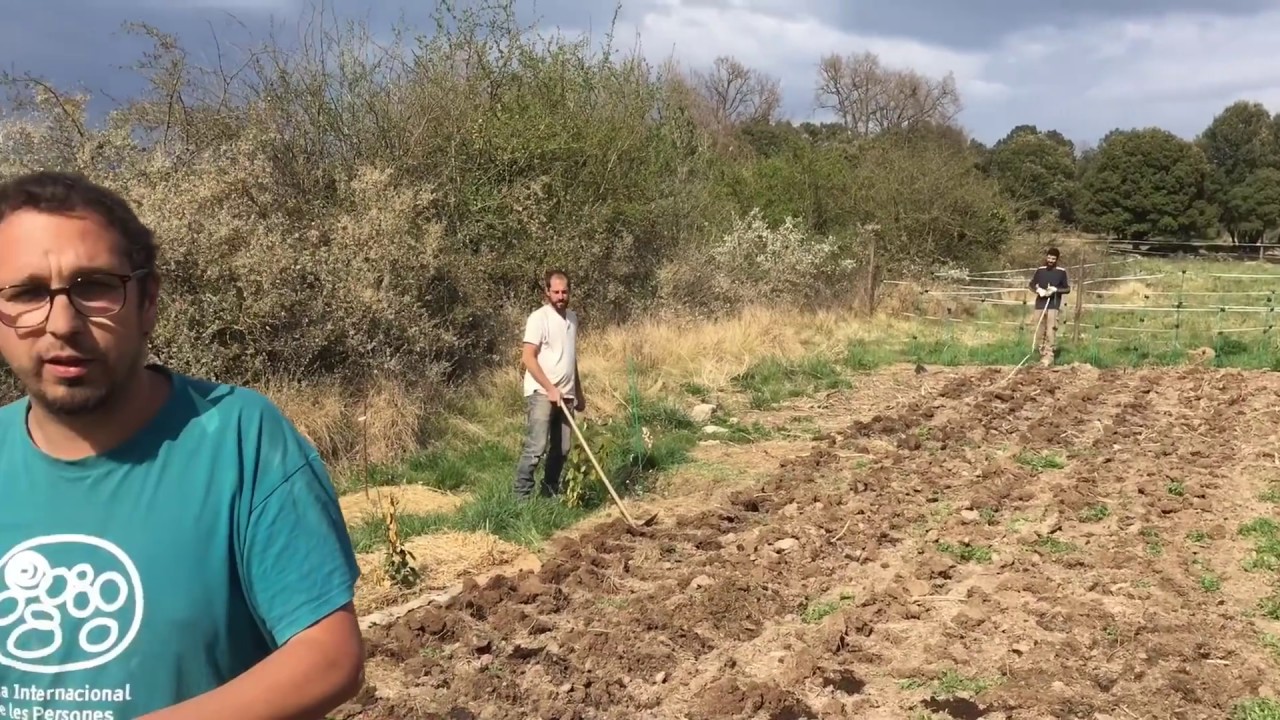 Plantando patatas sin labrar - mejorando el método