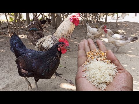 Hand-Feeding Your Backyard Chickens: The Ultimate Guide
