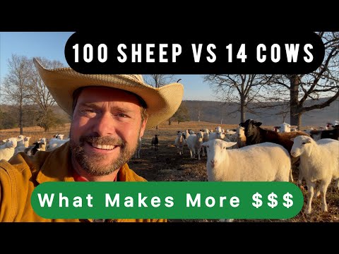 100 Sheep vs 14 Cows — Which Makes More Money?