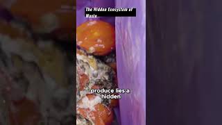 The Shocking Truth About Unsold Grocery Store Food!