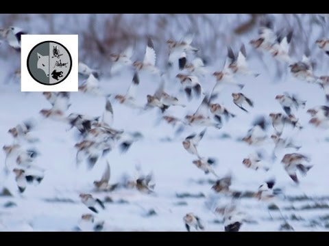 download lagu mp3 mp4 Bruant Des Neiges, download lagu Bruant Des Neiges gratis, unduh video klip Bruant Des Neiges