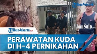Persiapan 28 Kuda yang Ramaikan Acara Kirab Pernikahan Kaesang & Erina di H-4 Pernikahan