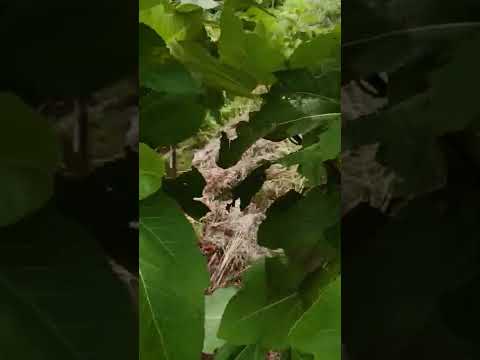 園芸 イチジクのリラ、リライチジク