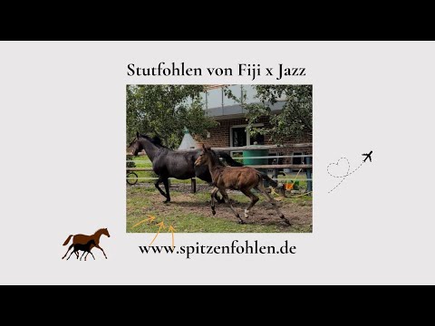 Top Dressur Stutfohlen 2025: Hengst Fiji (For Romance I) | Interessant für Sport und Zucht