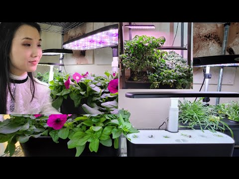 Which Aerogarden System To Buy - Sprout, Harvest, Bounty or Farm?