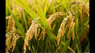 AUSTRALIAN RICE || Technology agriculture