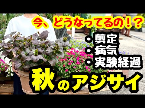 アジサイの剪定時期 秋 春の剪定 品種