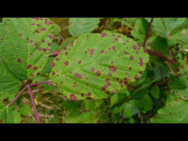 Video Pronunciation of Ustilaginales in English