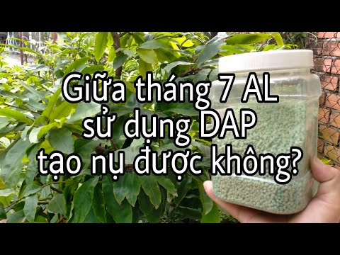 DAP tạo nụ như thế nào cho đúng?