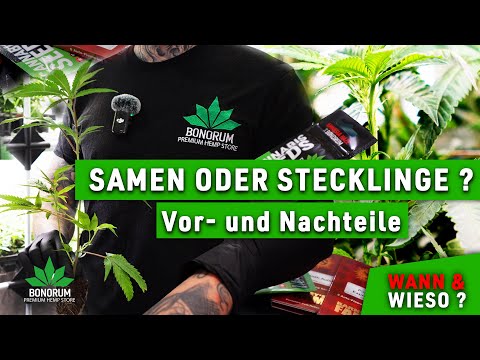 Samen oder Stecklinge? / Vor - und Nachteile / Worauf sollte ich beim Kauf achten ?