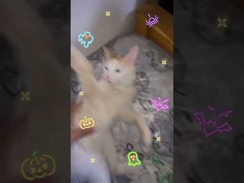 Kaku bites & grabbing my fingers 🖐🏼🤌🏼😜🤪😆😅🔦🐺🥩🔥😱👀#cat #cats #fyp #catlover #catlover