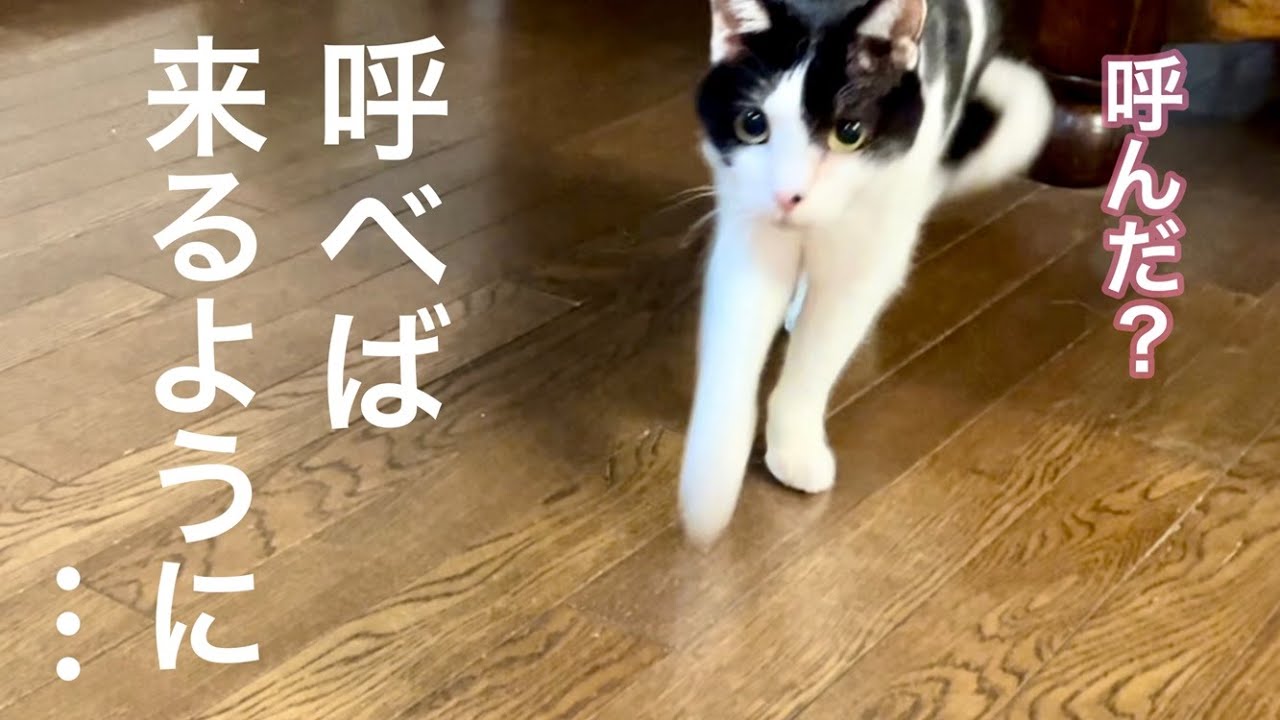 お腹たぷたぷさせながらダッシュ！が可愛すぎる…【元病院猫のれいちゃん】