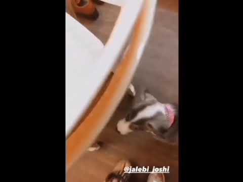 yukti Kapoor and madam sir playing with jalebi