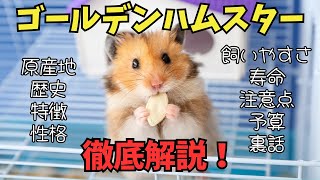 【完全解説】ゴールデンハムスターのすべて｜特徴・性格・飼い方・裏話まで