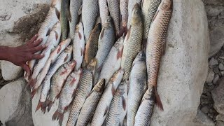 Download lagu 🐋🐋Many fish in a dangerous river and difficult to pass gates. mp3