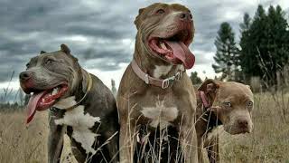 &quot;PERROS&quot; CARTEL DE SANTA