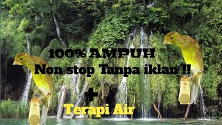 Download lagu Masteran Kenari Paud ampuh dan terapi air mp3 Download lagu Masteran Kenari Paud ampuh dan terapi air mp3