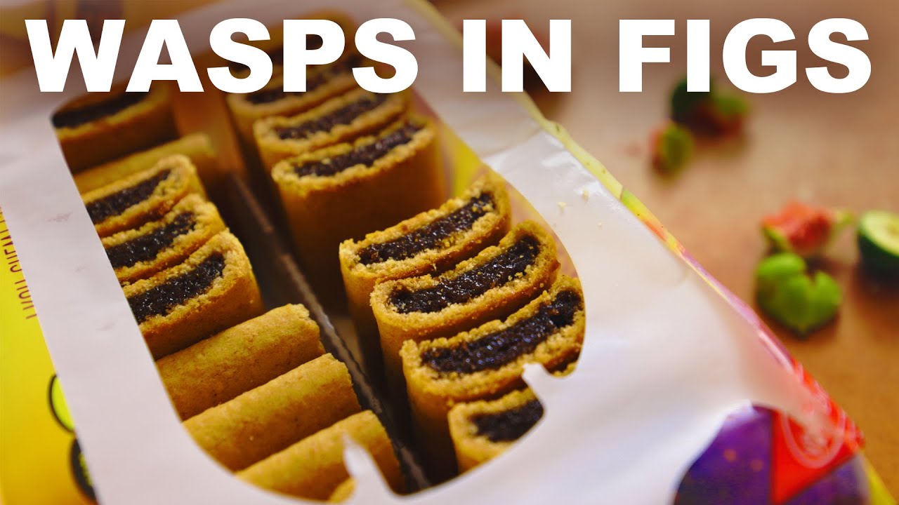 Figs have tiny dead wasps inside them (but they're ok to eat)