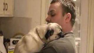 Pug Hug
