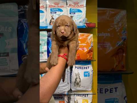 Unique Colour Labrador Puppy Sell in Kolkata. #shorts #dog