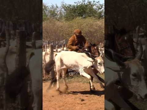 As vezes é difícil de pegar #romariofeitosa #pegadeboinomato