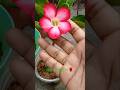 Beautifulflowersintheworld Gardening Thank U Soumi ️ ️