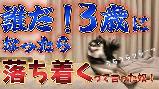 飼い主の悩み、愛犬が6歳になるのに全然落ち着かない件。 #犬との暮らし #チワワ #可愛い
