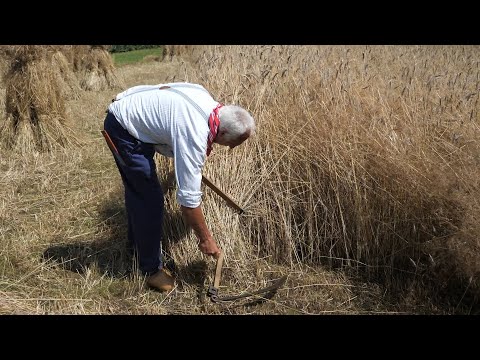 Grain harvest without and with draft horse: agricultural history