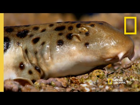 ウォーキング・シャーク | シャーク・アタック・ファイル (The Walking Shark | Shark Attack Files)