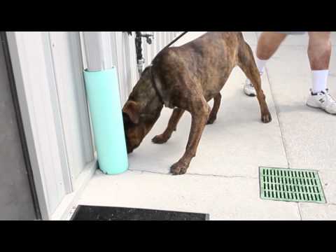 Brutis, an adopted Mastiff in Inverness, FL_image-1