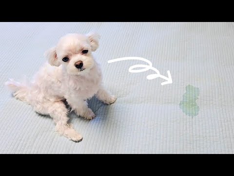 Maltese Duzzi  took a rest ...  #cutedog #funnyvideo