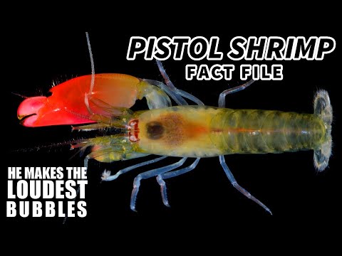 Pistol Shrimp Facts: the LOUDEST Animal (in the ocean) 🦐