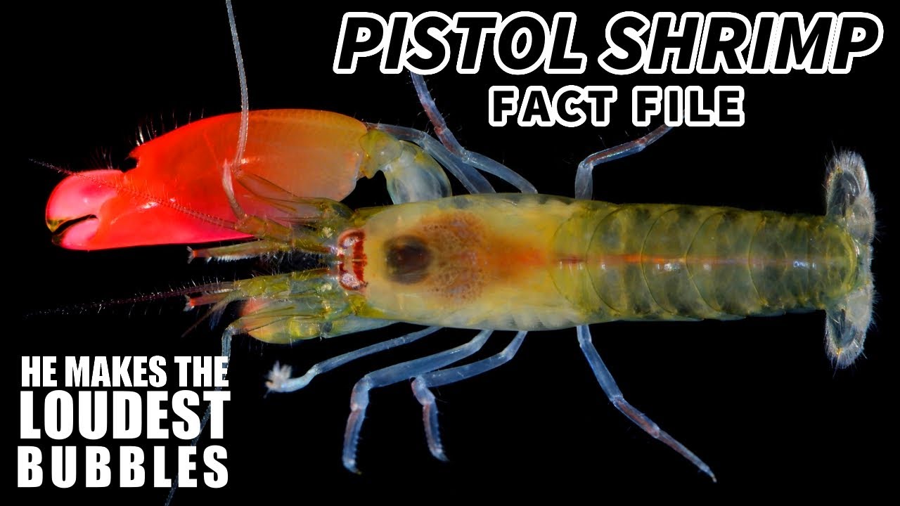Pistol Shrimp Facts: the LOUDEST Animal (in the ocean) 🦐
