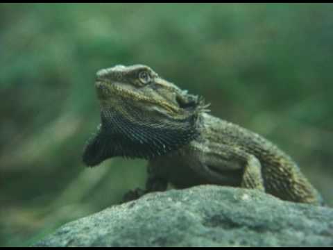 Guaraní, Paraguayan - GENESIS 01.1-2.3