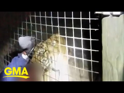 New body camera footage of tiger bite aftermath l GMA
