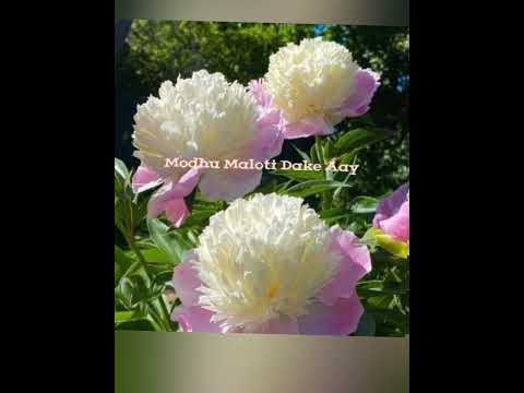 MODHU MALOTI DAKE AAY - Covered by Parinita Paul.