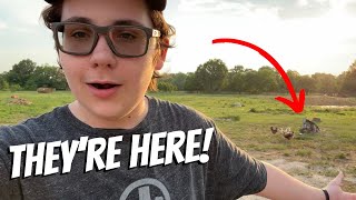 New Animals From Grandpa!  @grandpadossfarms !