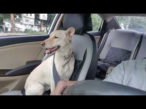 pluto wearing seat belt in car