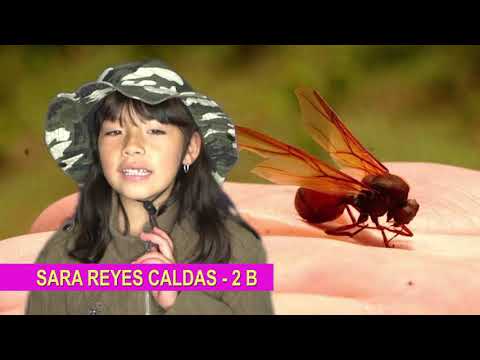 Big Ass Ant - Trabajo escolar CPM 2 B Sara Reyes